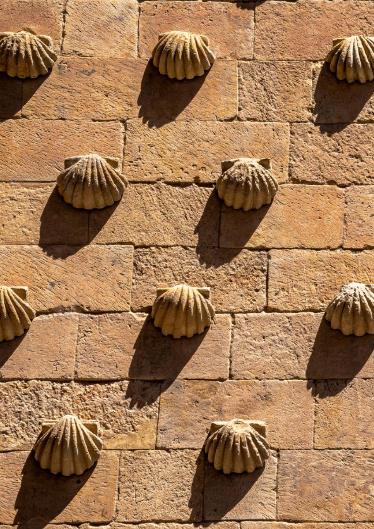 Conchas de Salamanca talladas en Piedra de Villamayor